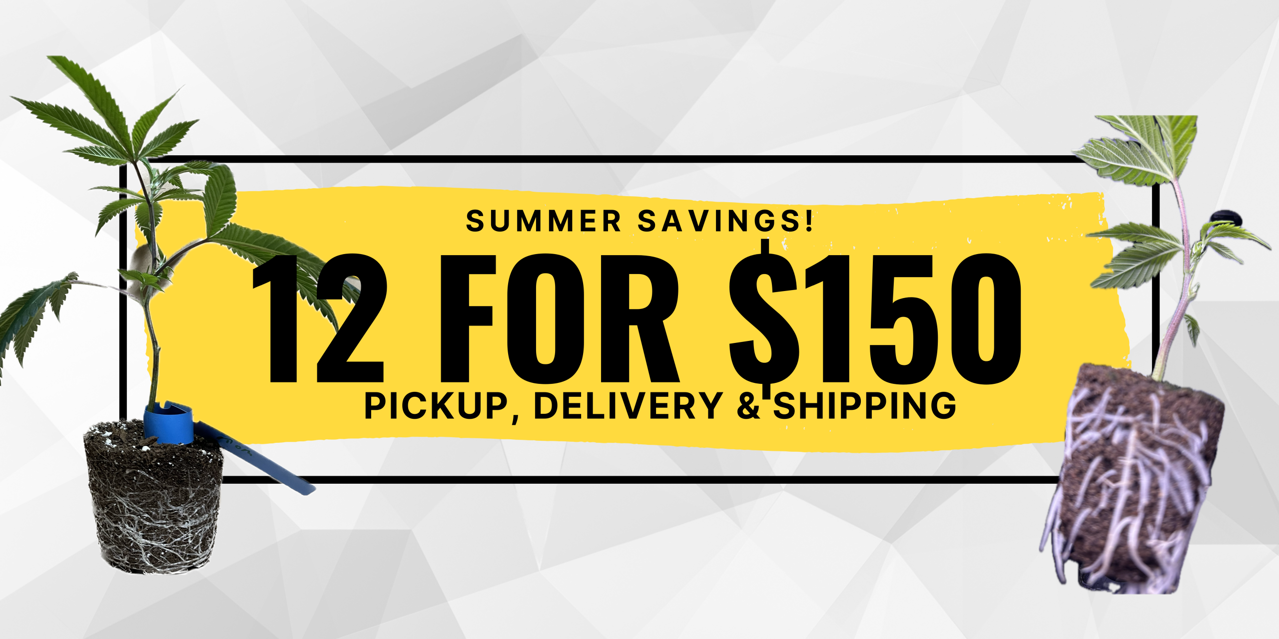 Special offer on premium cannabis clones